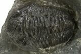 Detailed Proetid (Gerastos) Trilobite Fossil - Morocco #325846-2